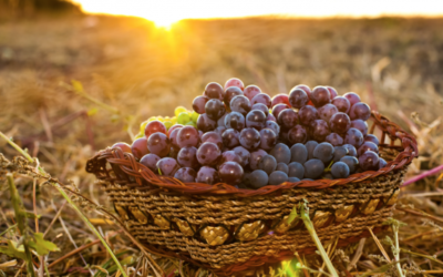 Japón: desarrollan robot para apoyar a productores de uva de mesa